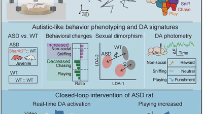 Decoding the Valence of Developmental Social Behavior: Dopamine Governs Social Motivation Deficits in Autism featured image